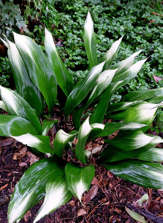 Image of Aspidistra elatior 'Snow Cap' taken at Juniper Level Botanic Gdn, NC by JLBG