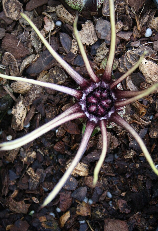 Image of Aspidistra grandiflora 'Big Spotty' taken at Juniper Level Botanic Gdn, NC by JLBG