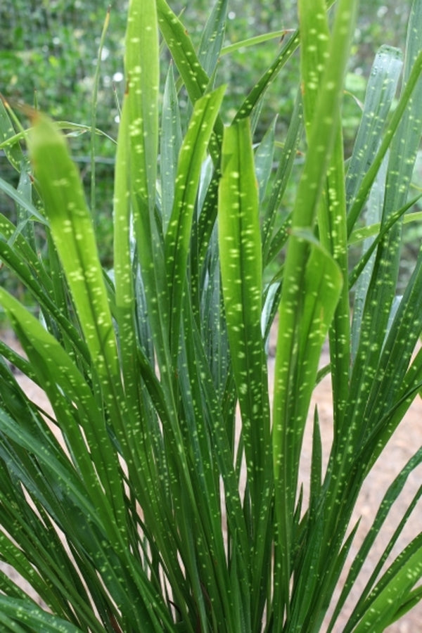 Image of Aspidistra minutiflora 'Spangled Ribbons' taken at Juniper Level Botanic Gdn, NC by JLBG
