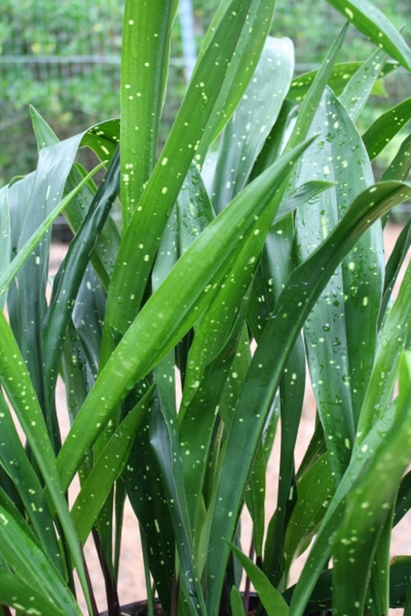 Image of Aspidistra oblanceifolia 'Nagoya Stars' taken at Juniper Level Botanic Gdn, NC by JLBG