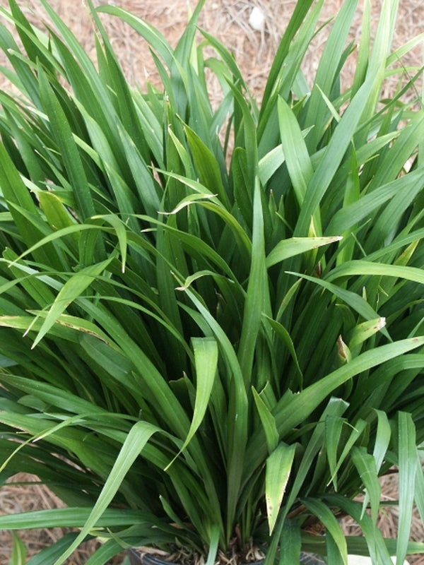 Image of Aspidistra omeiensis 'Jade Ribbons' taken at Juniper Level Botanic Gdn, NC by JLBG