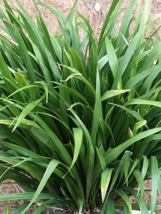 Image of Aspidistra omeiensis 'Jade Ribbons' taken at Juniper Level Botanic Gdn, NC by JLBG