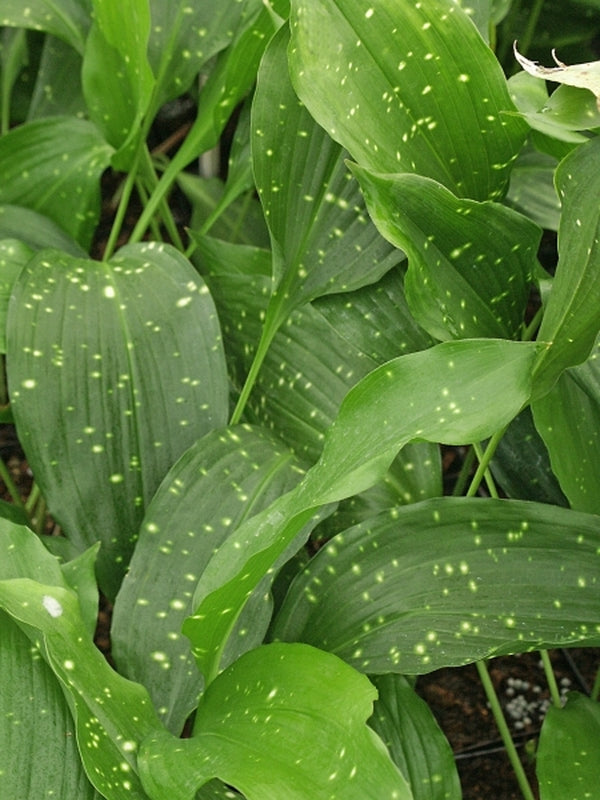 Image of Aspidistra pulchella 'Stretch Marks' taken at Juniper Level Botanic Gdn, NC by JLBG
