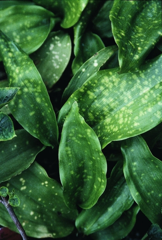 Image of Aspidistra saxicola 'Come Here Spot' taken at Juniper Level Botanic Gdn, NC by JLBG