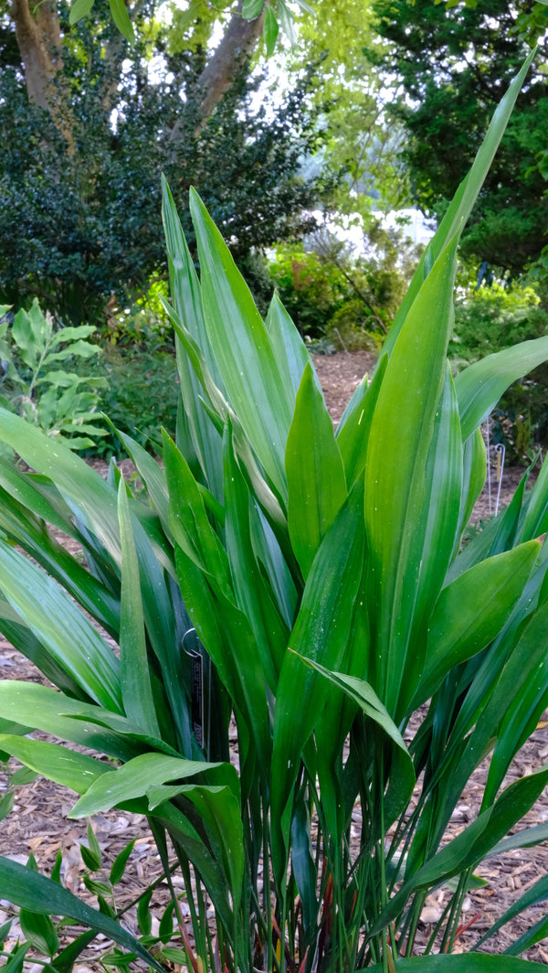 Image of Aspidistra x sichlatior 'Mix Up' taken at Juniper Level Botanic Gdn, NC by JLBG