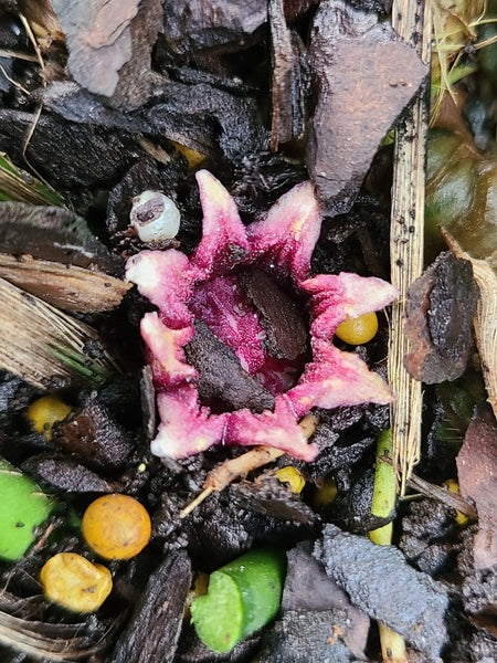 Image of Aspidistra x sichlatior 'Mix Up' taken at Juniper Level Botanic Gdn, NC by JLBG