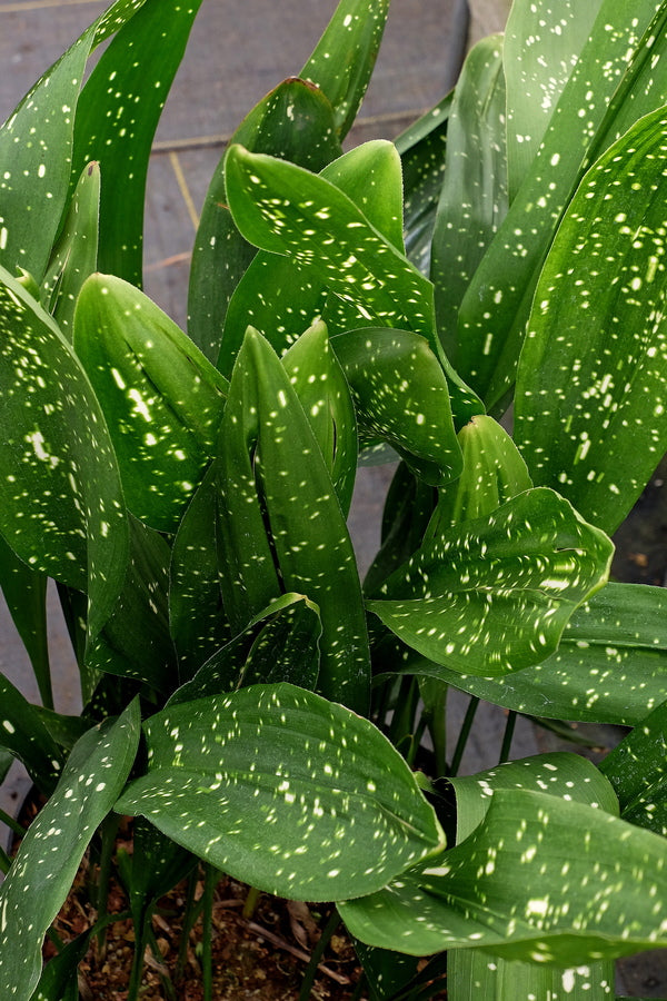 Image of Aspidistra sichuanensis 'Rawhide'
