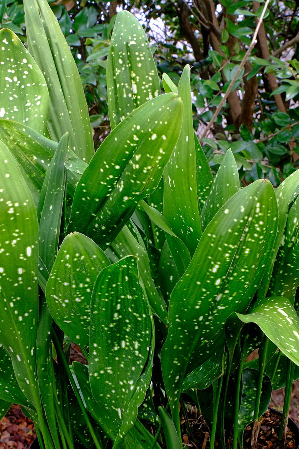 Image of Aspidistra sichuanensis 'Rawhide' taken at Juniper Level Botanic Gdn, NC by JLBG