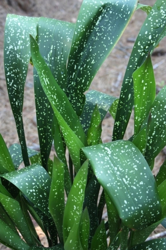 Image of Aspidistra sichuanensis 'Spek-tacular' taken at Juniper Level Botanic Gdn, NC by JLBG