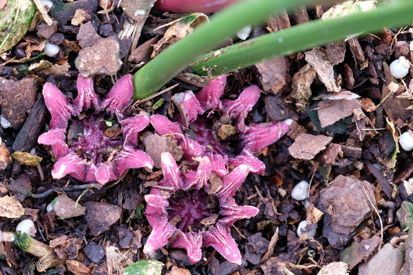 Image of Aspidistra sichuanensis 'Yellow Hammer' taken at Juniper Level Botanic Gdn, NC by JLBG
