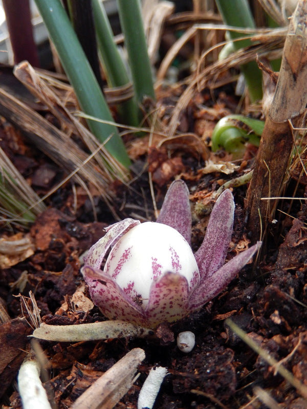 Image of Aspidistra subrotata 'Mr. Jiew' taken at Juniper Level Botanic Gdn, NC