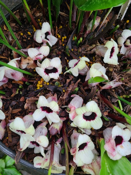 Image of Aspidistra tonkinensis 'Hanoi Honey' taken at Juniper Level Botanic Gdn, NC by JLBG