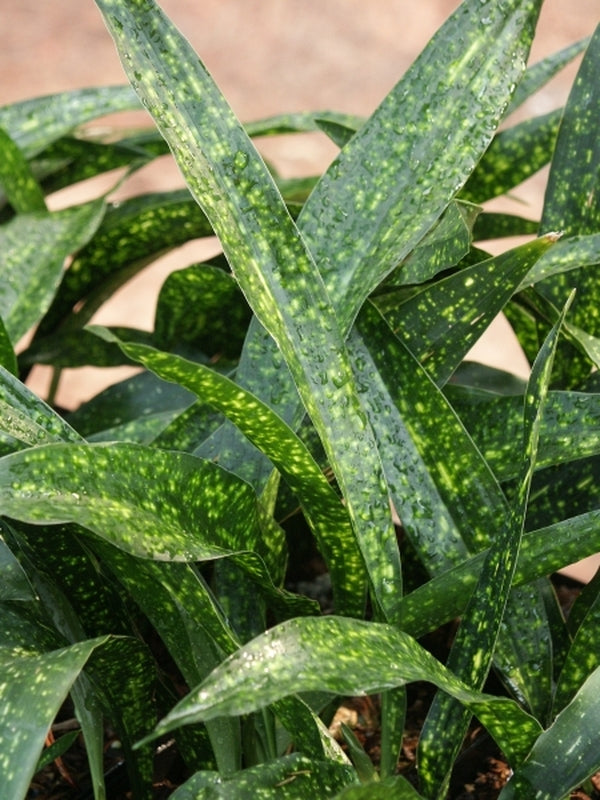 Image of Aspidistra vietnamensis 'Seiun' taken at Juniper Level Botanic Gdn, NC by JLBG