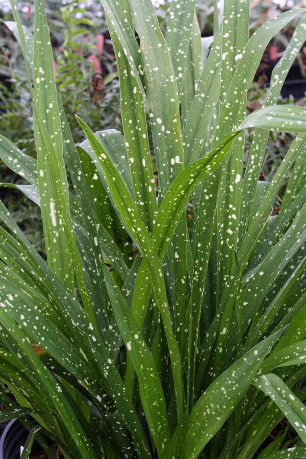 Image of Aspidistra yingjiangensis 'Barry's Big Splash' taken at Juniper Level Botanic Gdn, NC by JLBG