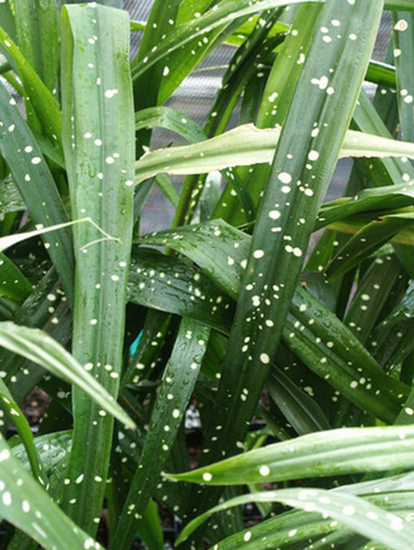 Image of Aspidistra yingjiangensis 'Singapore Sling'