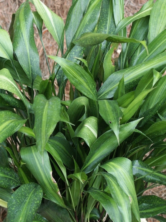 Image of Aspidistra zongbayi 'Old Glory' taken at Juniper Level Botanic Gdn, NC by JLBG