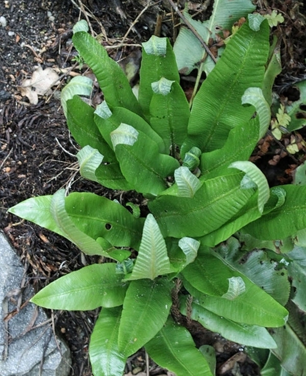 Image of Asplenium scolopendrium 'Hokkaido Gem' taken at Alpine Gdn, DE