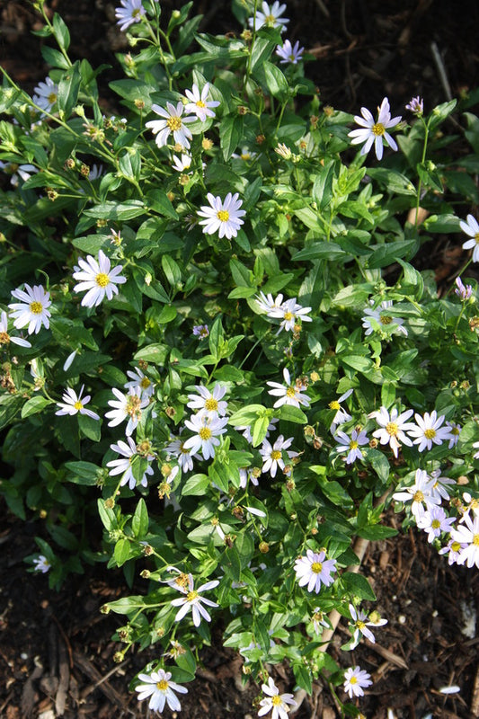 Image of Aster incisus 'Blue Star' taken at Juniper Level Botanic Gdn, NC by JLBG
