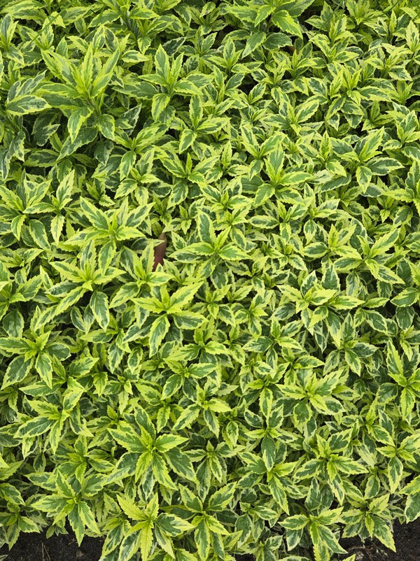 Image of Aster yomena 'Shogun' taken at Juniper Level Botanic Gdn, NC by JLBG