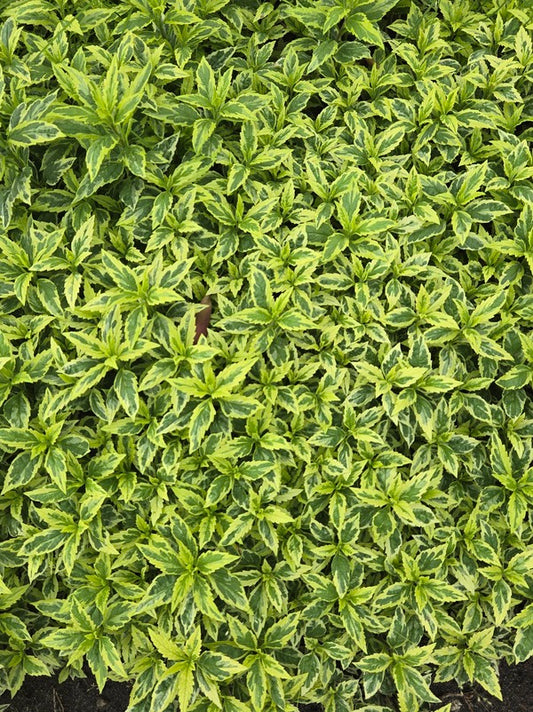 Image of Aster yomena 'Shogun' taken at Juniper Level Botanic Gdn, NC by JLBG