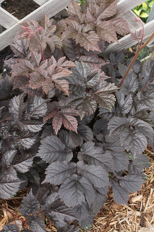 Image of Astilbe 'Chocolate Shogun' PP 26,430 taken at Walters Gardens, MI