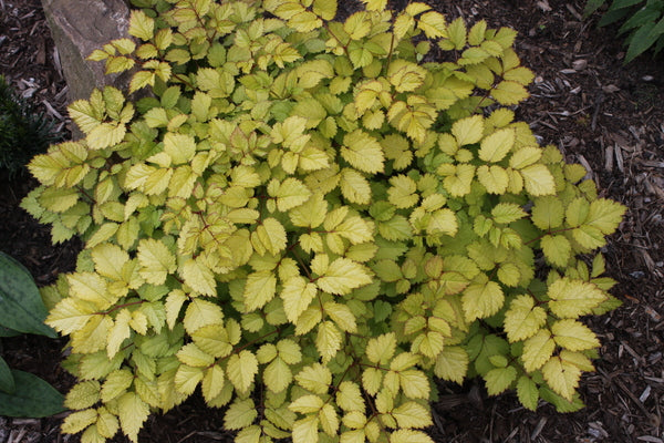Image of Astilbe chinensis 'Amber Moon' PP 26,028 taken at Juniper Level Botanic Gdn, NC by JLBG