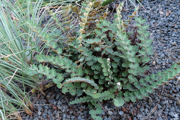 Image of Astrolepis sinuata 'Parker Creek' taken at Juniper Level Botanic Gdn, NC by JLBG