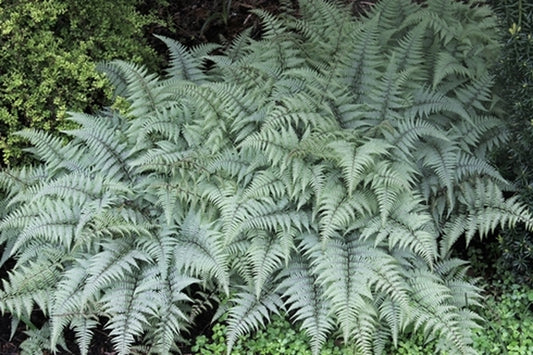 Image of Athyrium 'Ghost' taken at Juniper Level Botanic Gdn, NC by JLBG