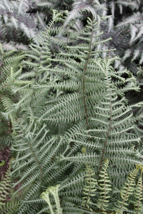 Image of Athyrium 'Ocean's Fury' PP 20,126 taken at Juniper Level Botanic Gdn, NC by JLBG