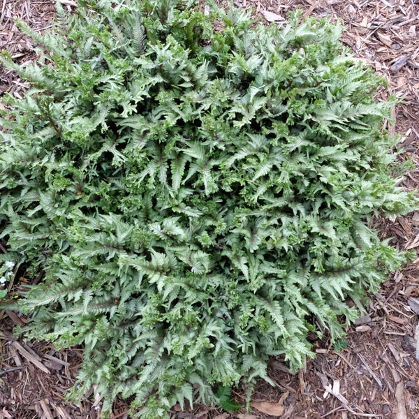 Image of Athyrium niponicum 'Joy Ride' taken at Juniper Level Botanic Gdn, NC by JLBG