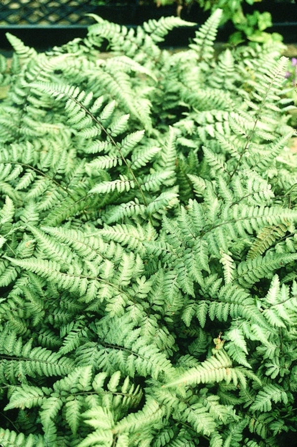 Image of Athyrium niponicum 'Silver Falls' taken at Juniper Level Botanic Gdn, NC by JLBG