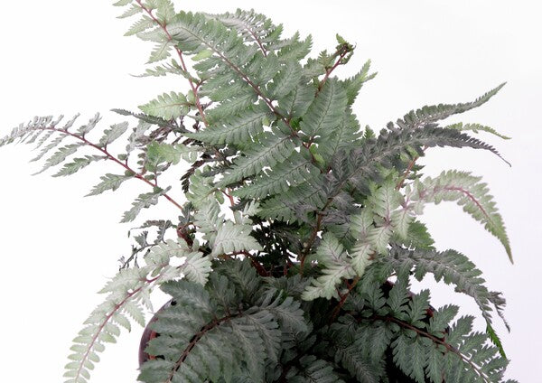 Image of Athyrium niponicum 'Silver Falls' by JRT Nursery