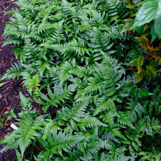 Image of Athyrium sheareri taken at Juniper Level Botanic Gdn, NC by JLBG
