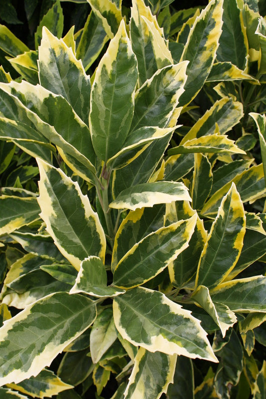 Image of Aucuba japonica 'Limbata' taken at Hawksridge Farms, NC by JLBG