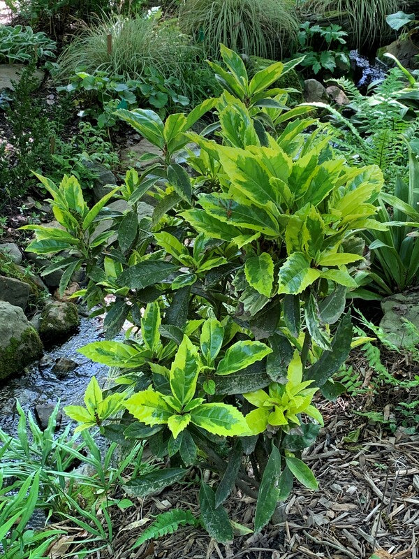 Image of Aucuba japonica 'Limbata' taken at Juniper Level Botanic Gdn, NC by C. Hardison