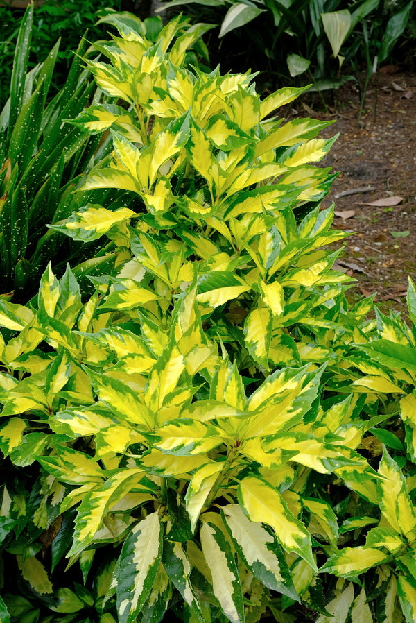 Image of Aucuba japonica 'Ogon-no-Tsuki' taken at Juniper Level Botanic Gdn, NC by JLBG