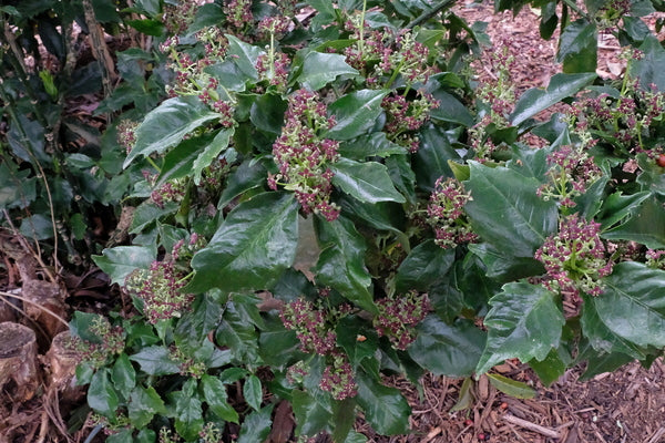 Image of Aucuba japonica 'Pacman' taken at Juniper Level Botanic Gdn, NC by JLBG