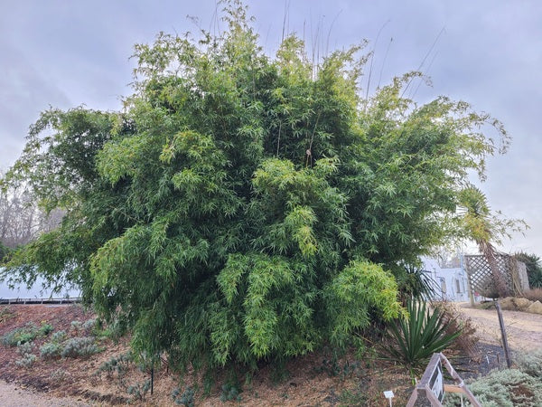 Image of Bambusa multiplex 'Green Giant' taken at Juniper Level Botanic Gdn, NC by JLBG