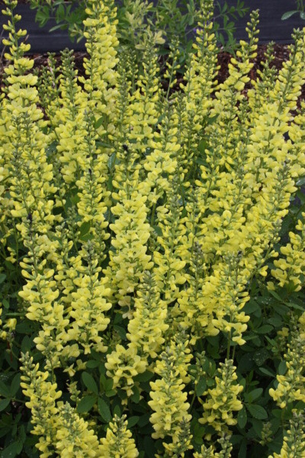 Image of Baptisia 'Blonde Bombshell' PP 26,828 taken at Juniper Level Botanic Gdn, NC by JLBG