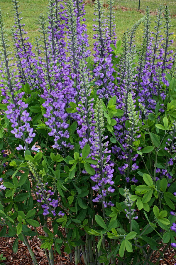 Image of Baptisia 'Blue Towers' PP 27,088 taken at Juniper Level Botanic Gdn, NC by JLBG