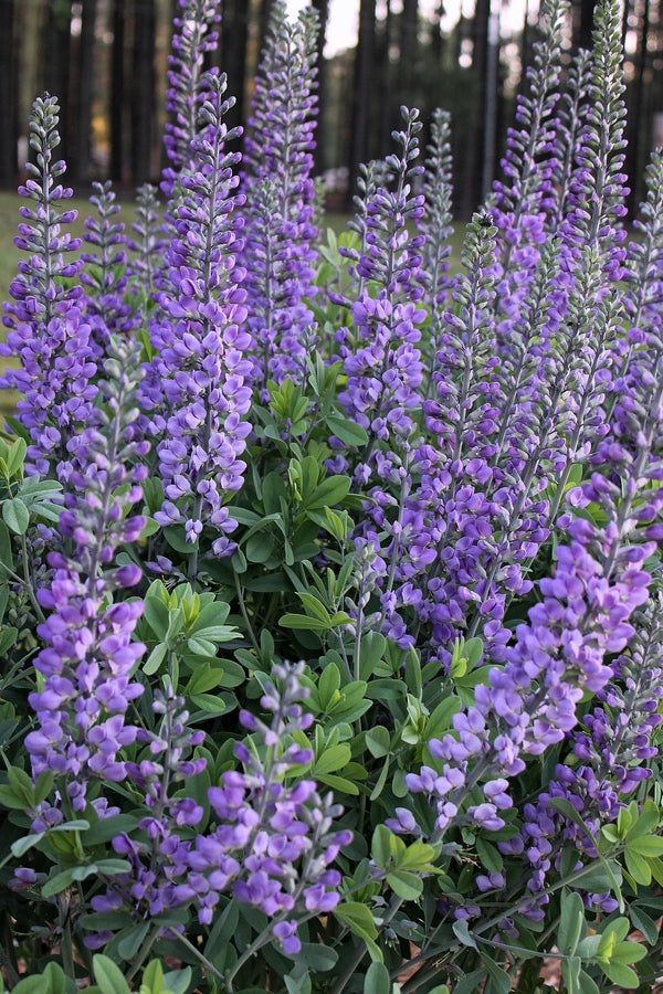 Image of Baptisia 'Blue Towers' PP 27,088 taken at Juniper Level Botanic Gdn, NC by JLBG