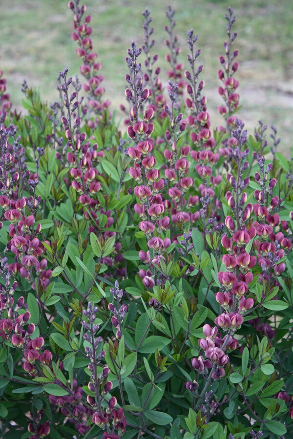 Image of Baptisia 'Cherry Pie'  taken at Juniper Level Botanic Gdn, NC by JLBG