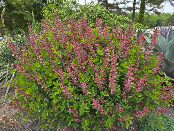 Image of Baptisia 'Cherry Pie'  taken at Juniper Level Botanic Gdn, NC by JLBG