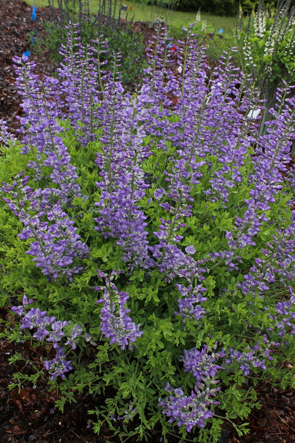 Image of Baptisia 'Cloud 9' taken at Juniper Level Botanic Gdn, NC by JLBG