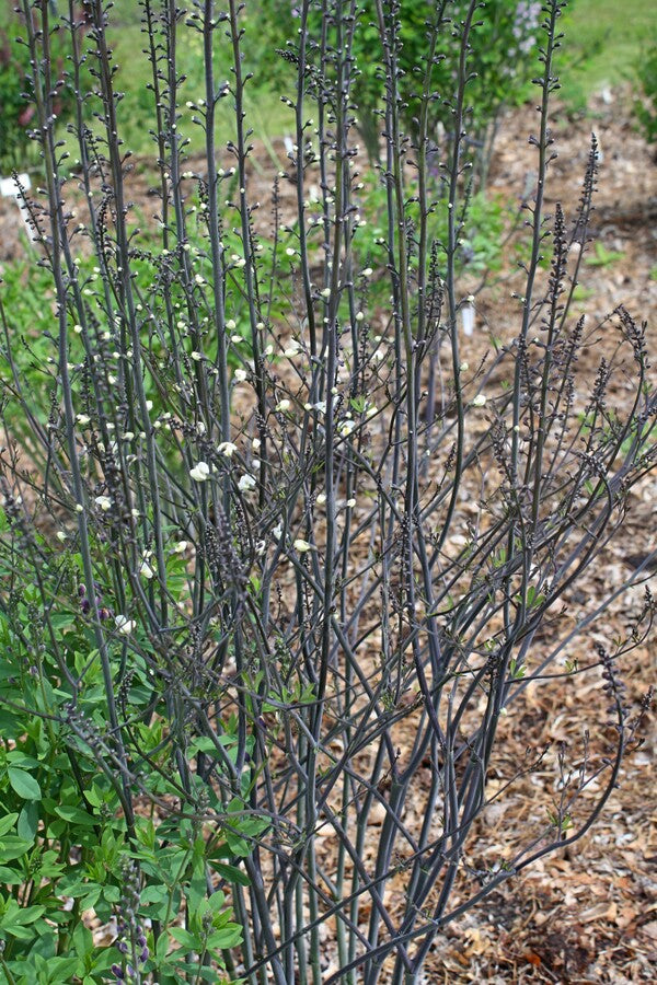 Image of Baptisia 'Dark Net'