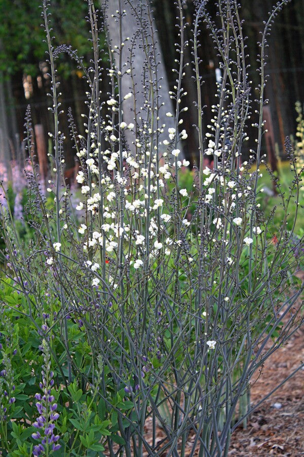 Image of Baptisia 'Dark Net'