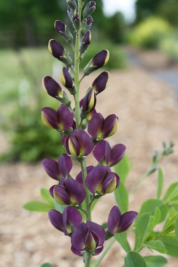 Image of Baptisia 'Grape Taffy' PP 26,587 taken at Juniper Level Botanic Gdn, NC by JLBG