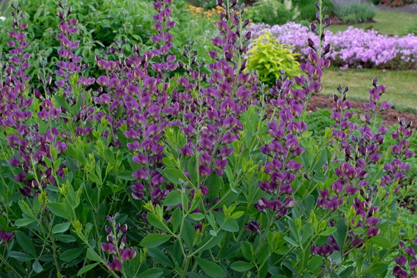 Image of Baptisia 'Grape Taffy' PP 26,587 taken at Juniper Level Botanic Gdn, NC by JLBG