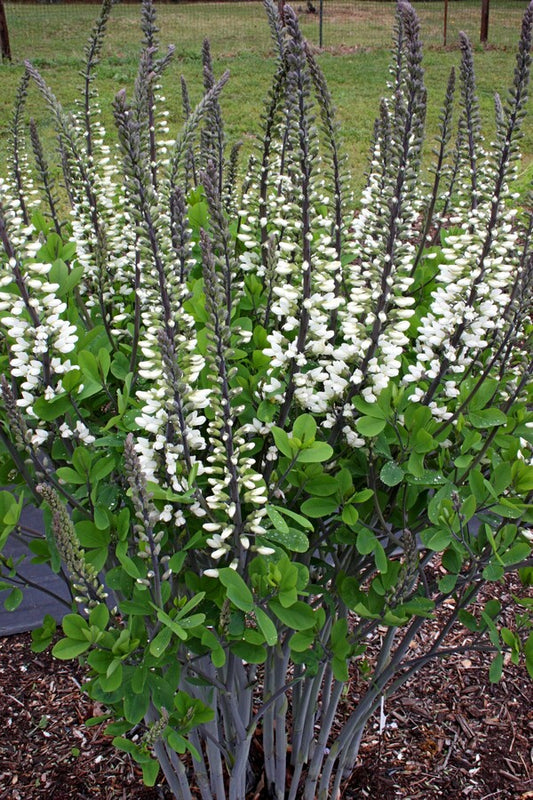 Image of Baptisia 'Ivory Towers' PP 26,827 taken at Juniper Level Botanic Gdn, NC by JLBG