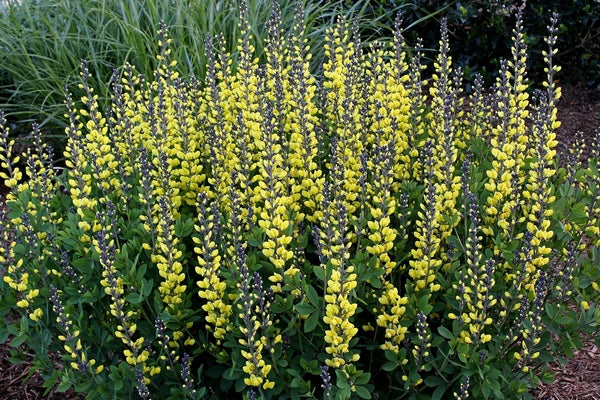 Image of Baptisia 'Lemon Meringue' PP 24,280 taken at Juniper Level Botanic Gdn, NC by JLBG